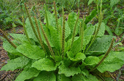 Vücuttaki İltihabı Kurutan Muhteşem Bitki