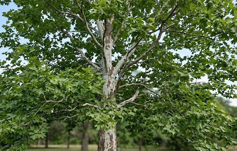 Diz ve eklem ağrılarına veda