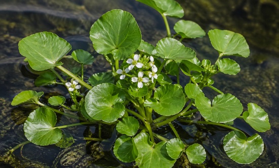 Dünyanın en sağlıklı yeşilliği belli oldu
